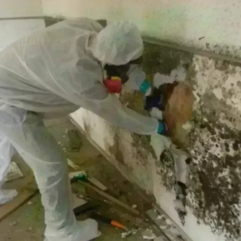 Mold Remediation and Removal in Brunswick, OH